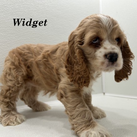 puppy, for, sale, Cocker Spaniel, Joe & Cherri  Overlease, dog, breeder, Miller, MO, dog-breeder, puppy-for-sale, forsale, nearby, find, puppyfind, locator, puppylocator, aca